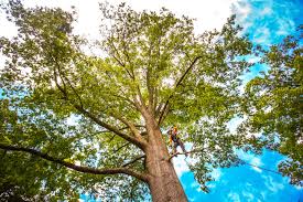 Best Hazardous Tree Removal  in Mission, OR