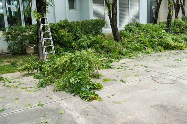 How Our Tree Care Process Works  in  Mission, OR